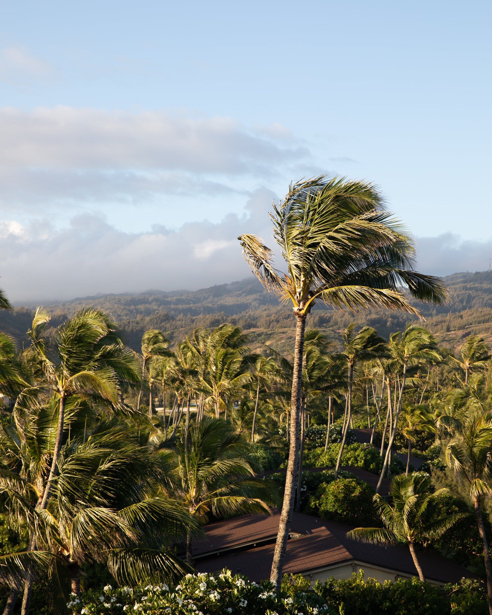 Photographic Art Prints Hawaii