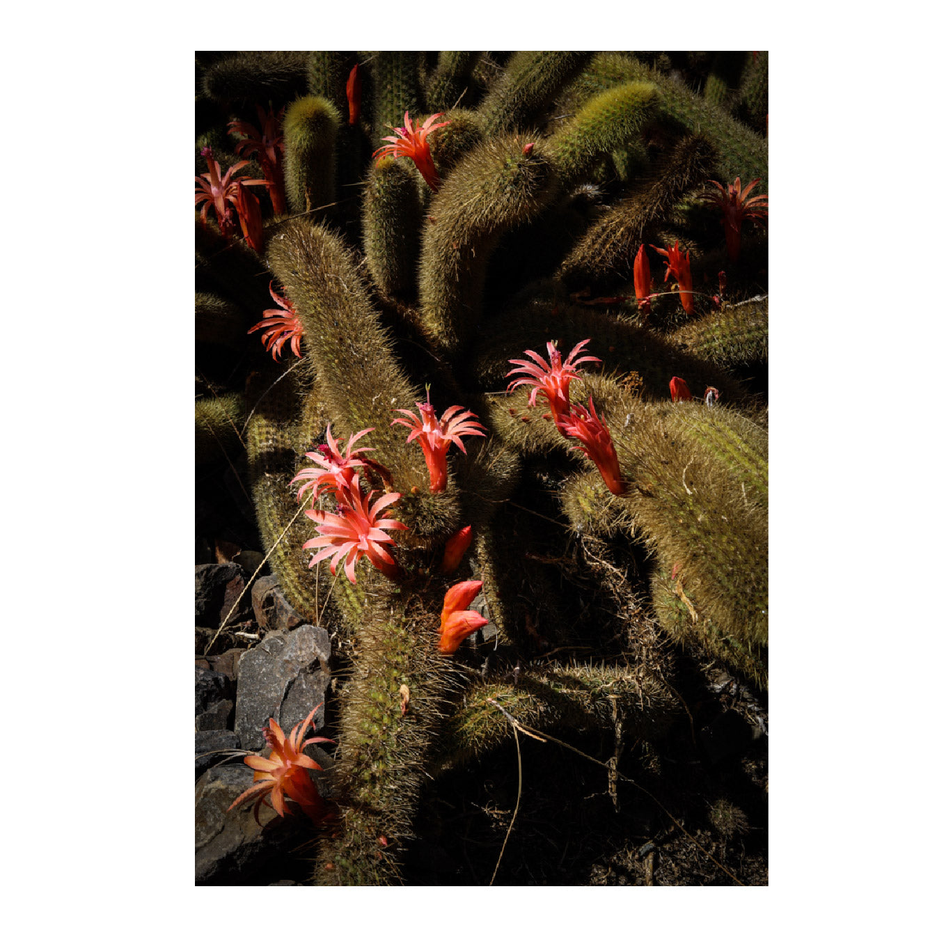 Cactus Fine Art Photographic Print