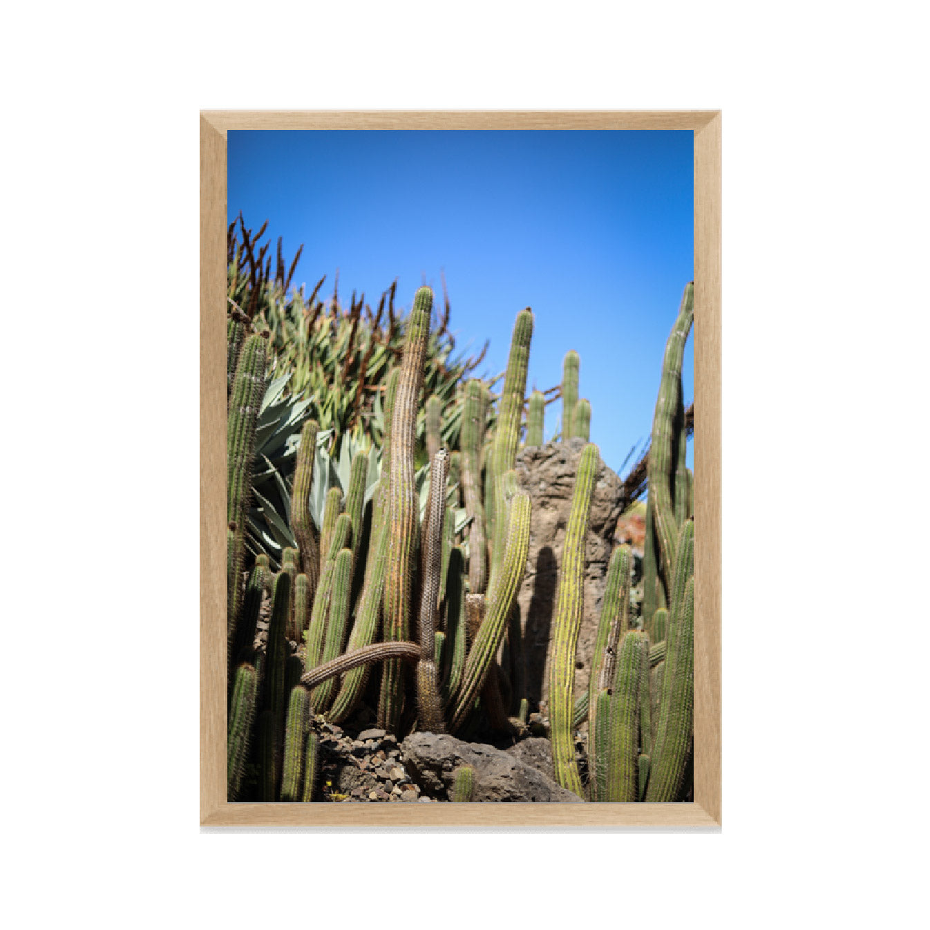 Prickly Fine Art Photographic Print