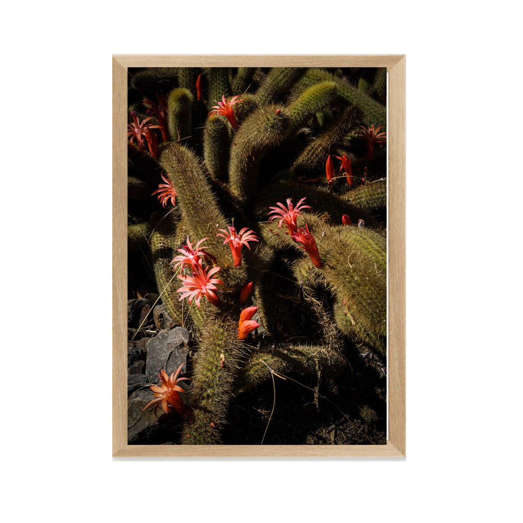 Cactus Fine Art Photographic Print